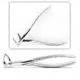 Extracting Forceps — photo
